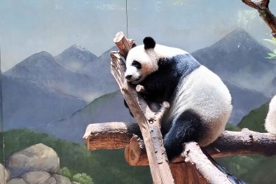Panda, Zoo Atlanta
