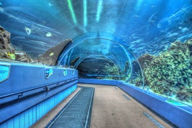 Underwater walk, Atlanta Aquarium
